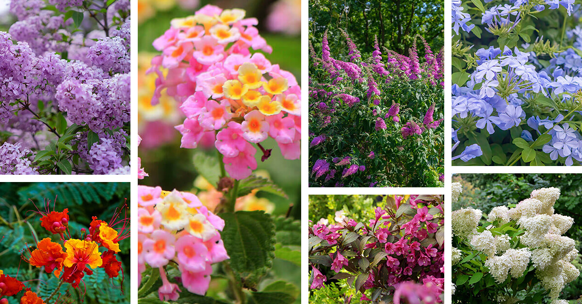 Featured image for 15 Show-Stopping Flowering Shrubs for Full Sun