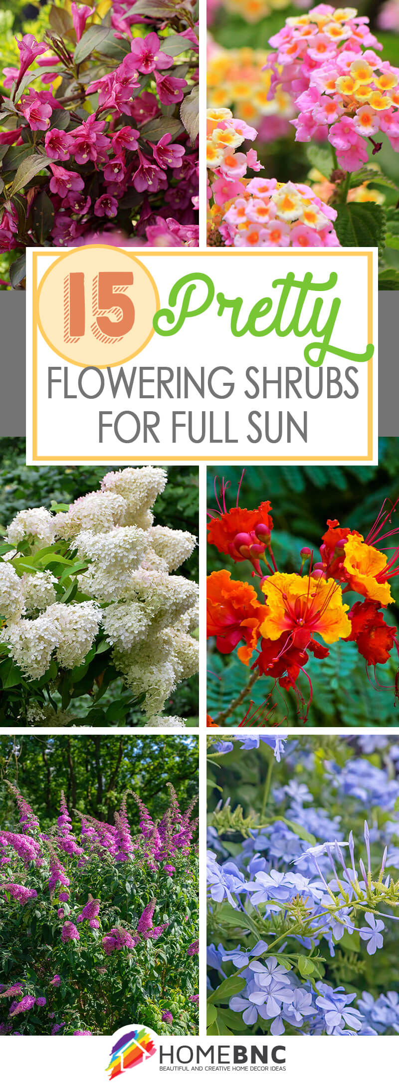 Flowering shrubs for full sun