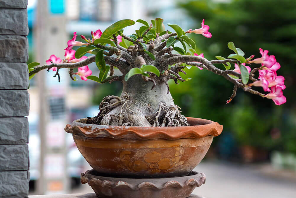 Repotting Desert Rose