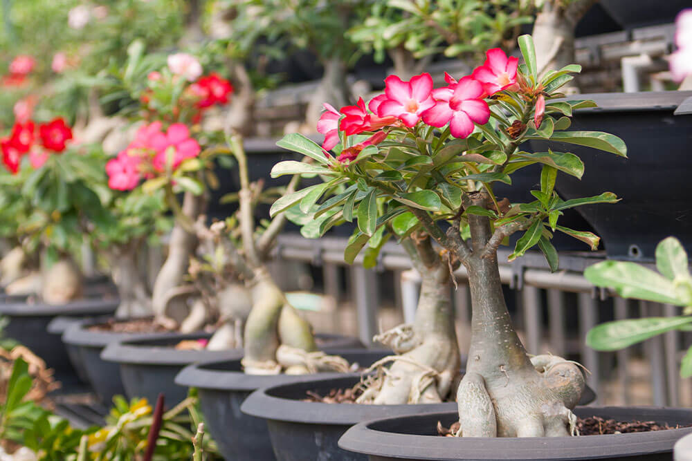 Growing Desert Rose