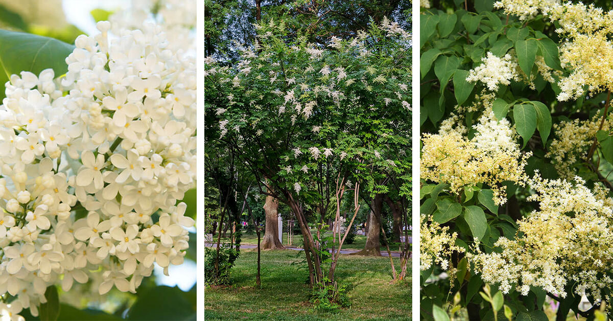 Featured image for Japanese Lilac Tree Care – How to Plant, Grow and Help Them Thrive