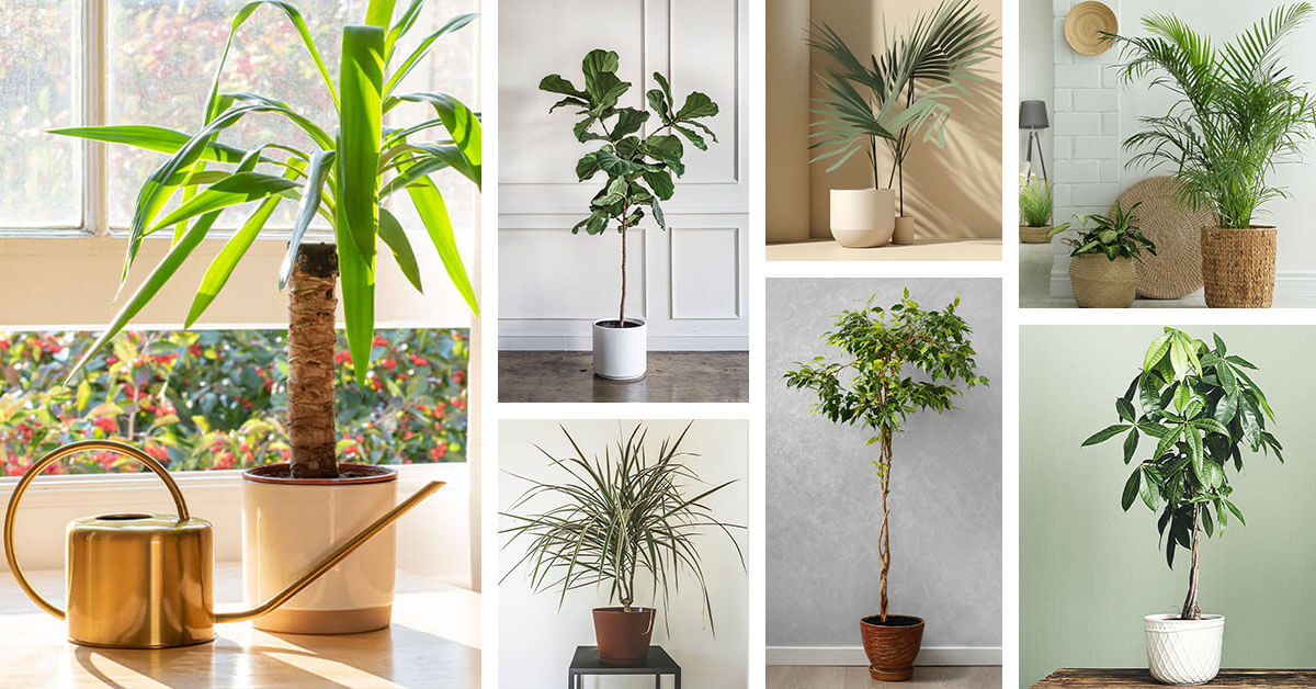 Featured image for 16 Low-Light Indoor Trees that will Thrive in the Absence of Sunlight