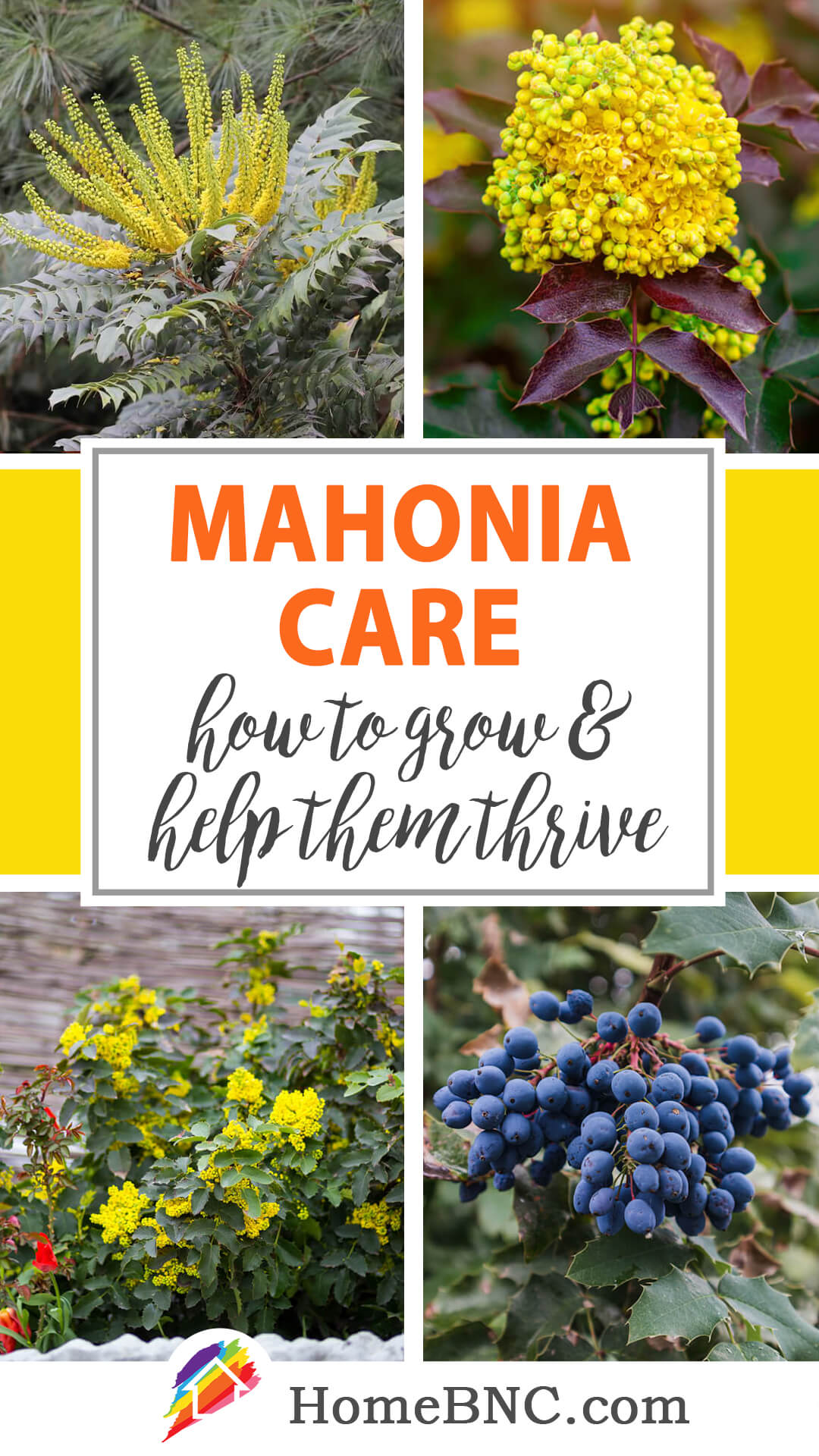 Mahonia care