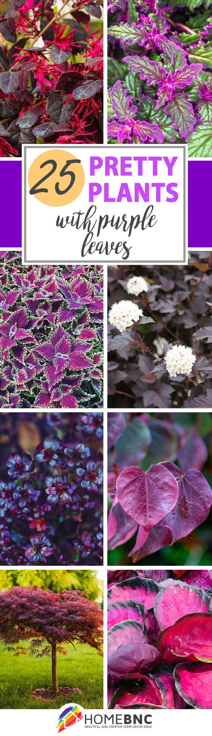 Plants with purple leaves