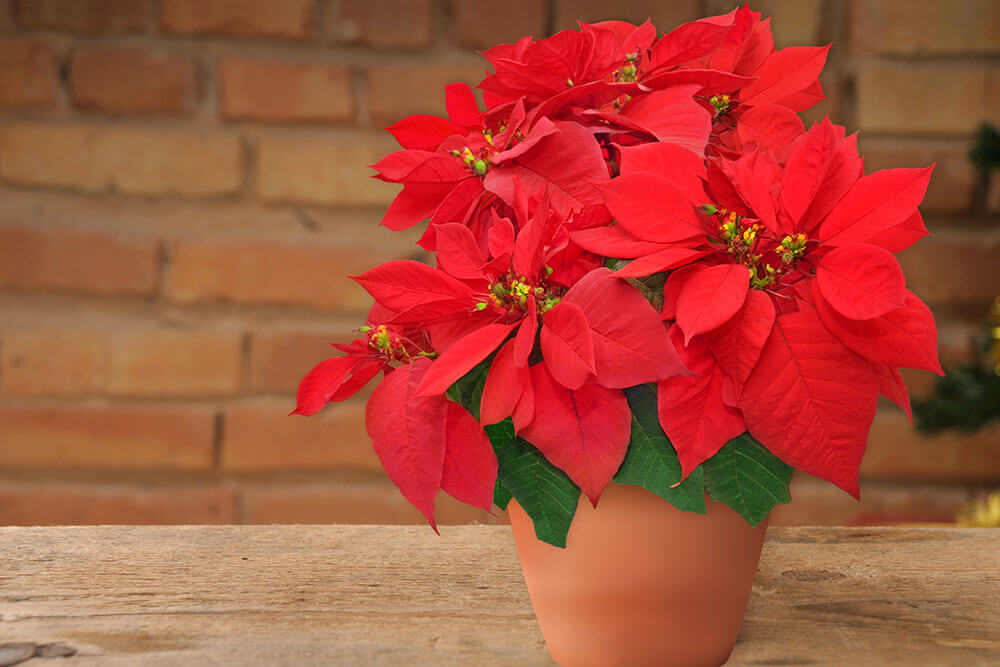 Types of Poinsettias