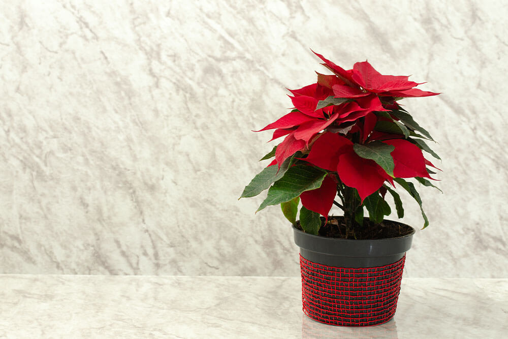 Poinsettia Blossoming and Resting Times