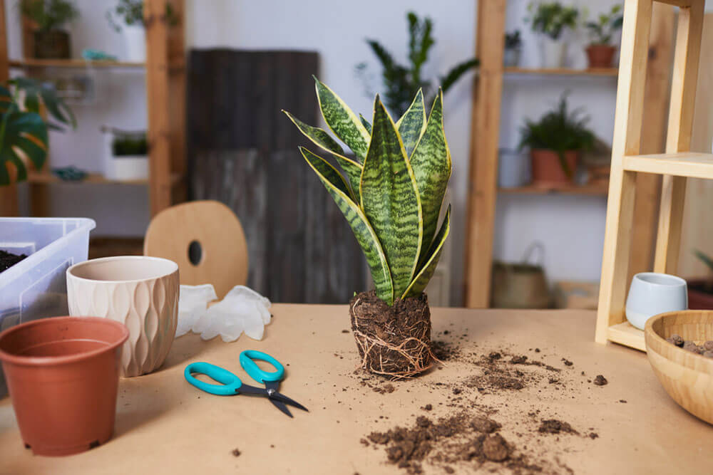 Snake Plant Maintenance