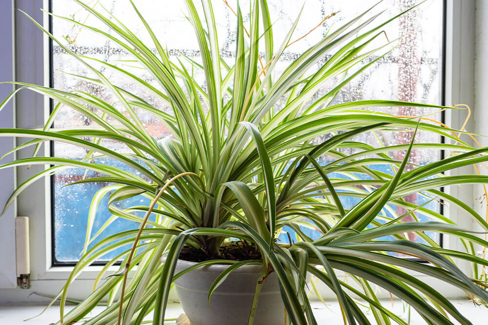 Types of Spider Plants