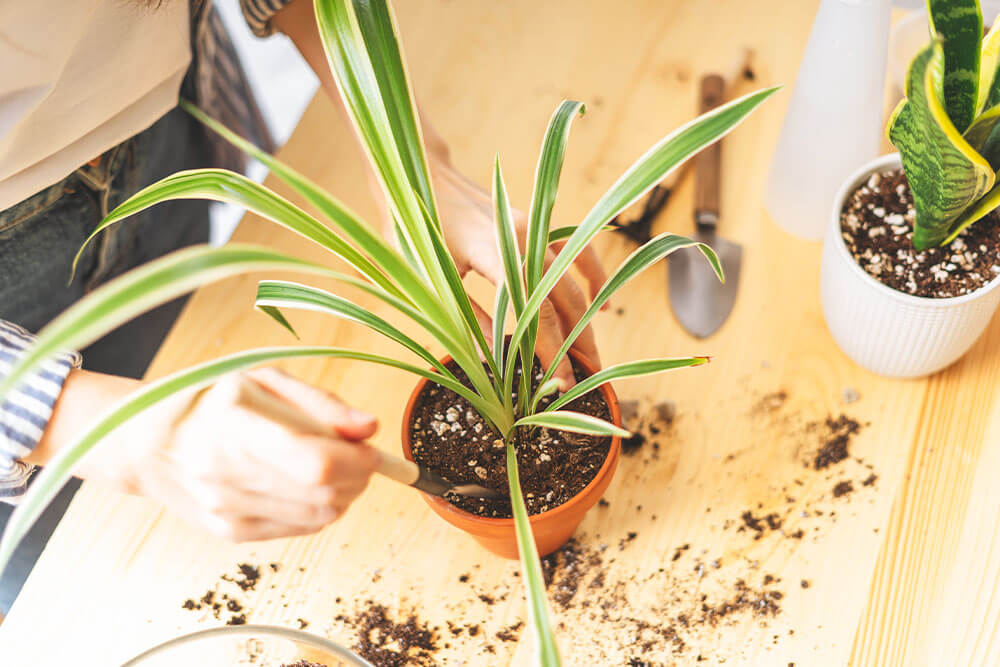 Potting Spider Plant