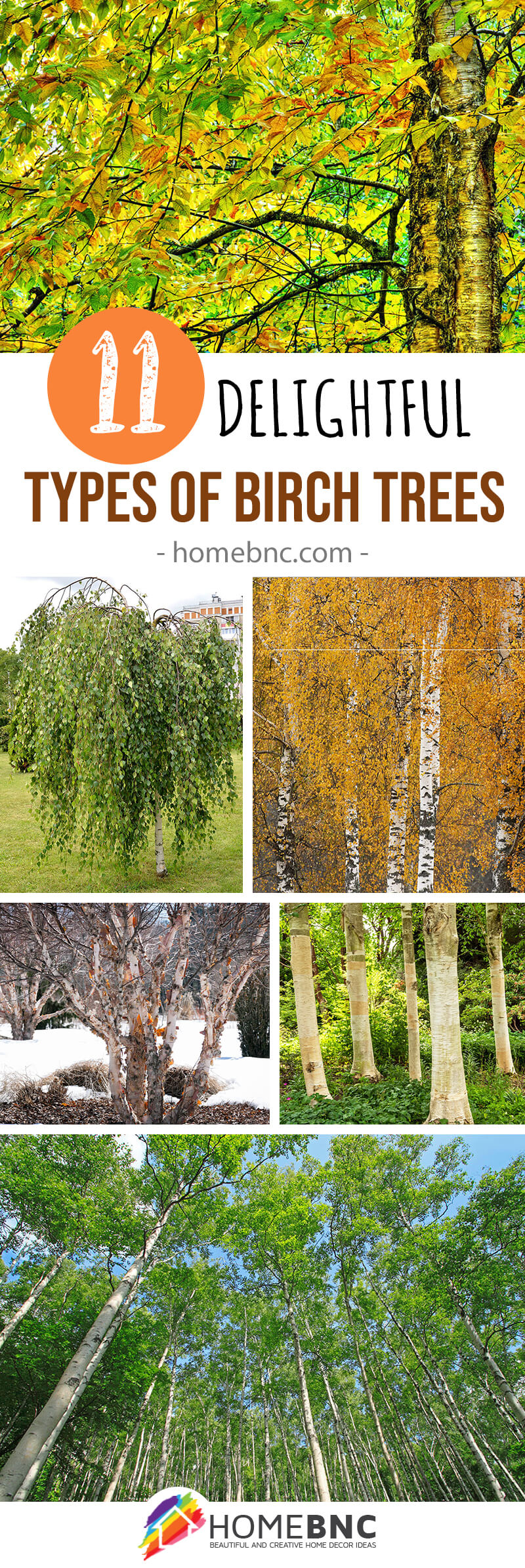 Types of Birch Trees