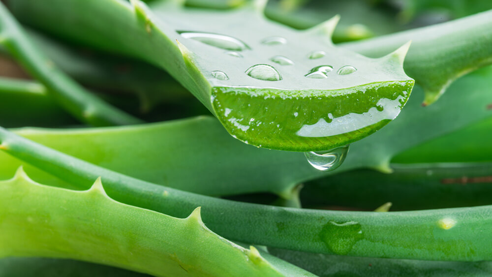 Aloe Vera Plant Care