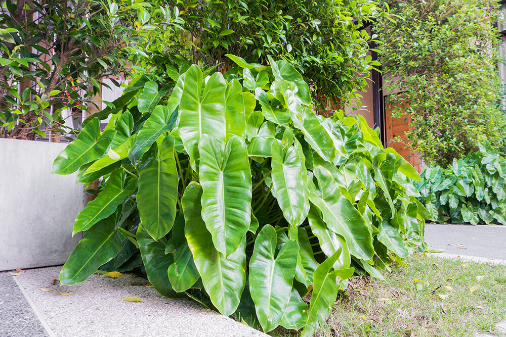 Elephant Ear Plant Care