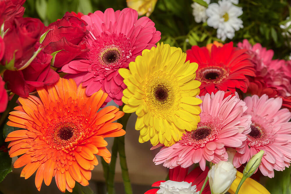 Gerbera Daisy care