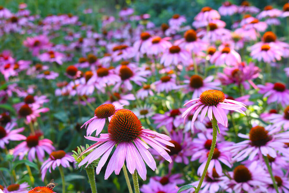 Echinacea purpurea