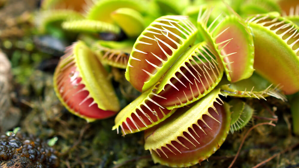 Watering Techniques for Venus Flytrap