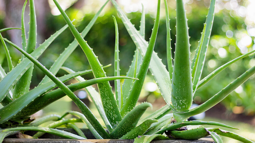 Aloe Vera Pruning and Maintenance