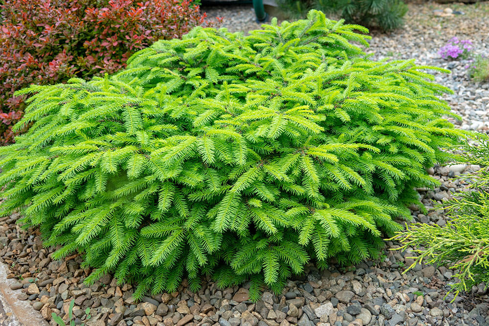 Picea abies 'nidiformis'