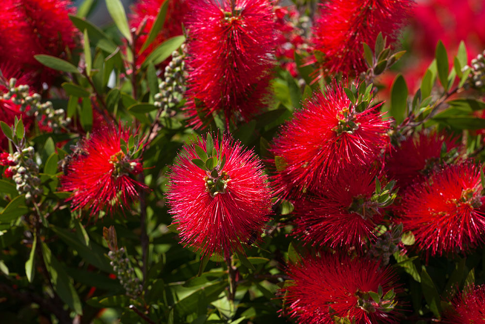 Fothergilla gardenii