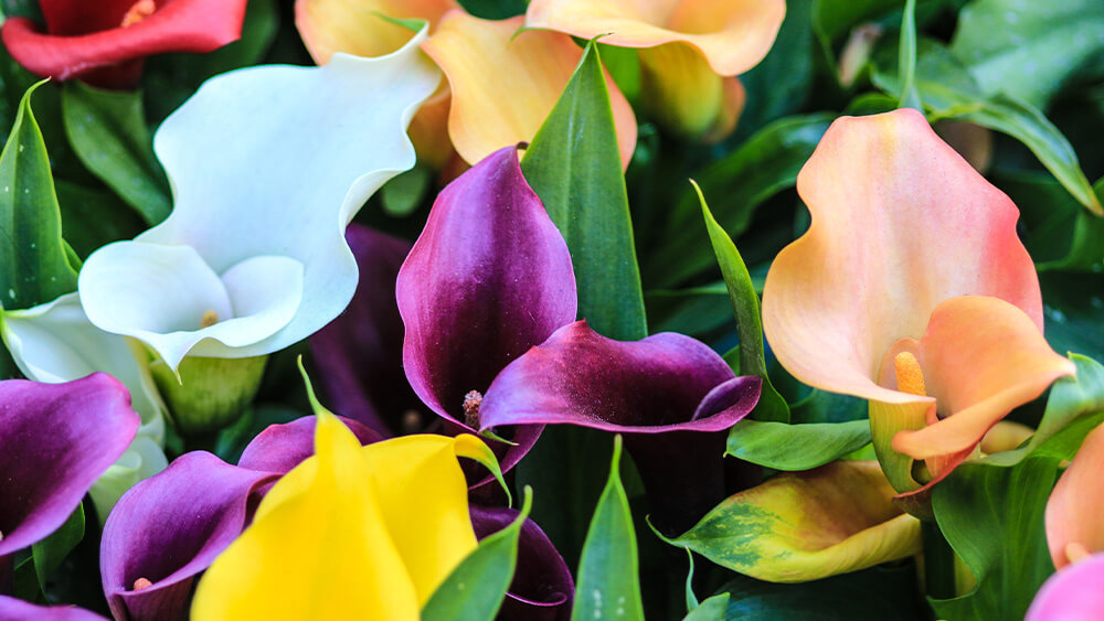 Outdoor Calla Lily