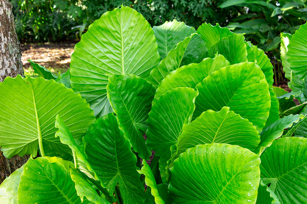 Potting and Repotting Elephant Ear Plants