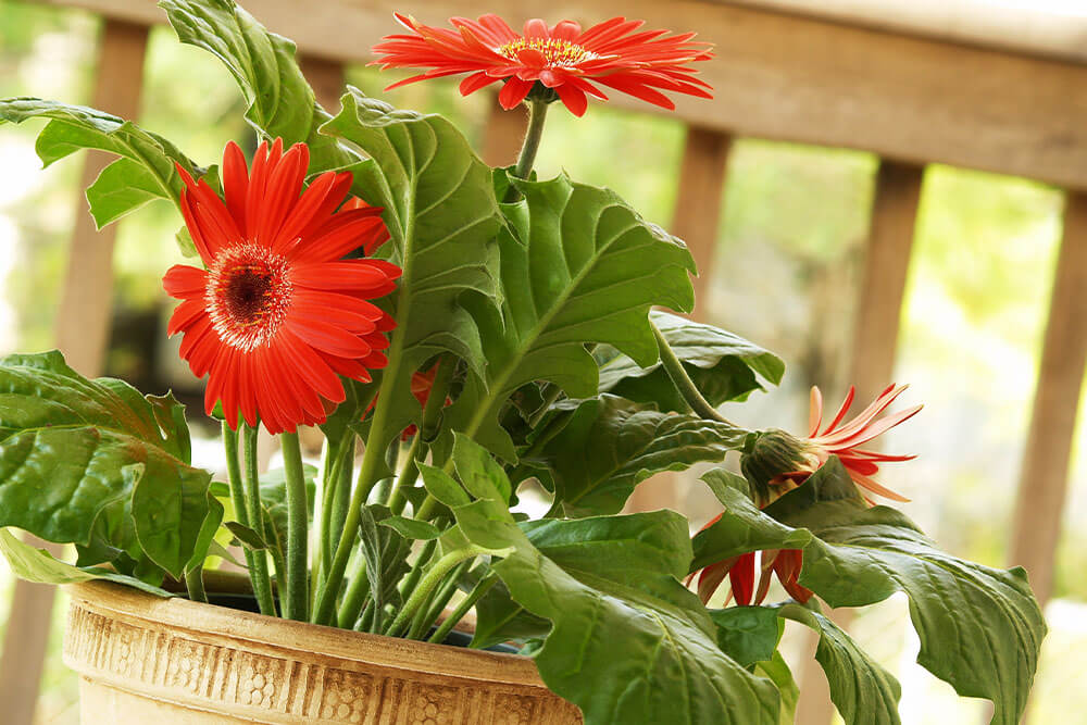 How to buy gerbera daisy