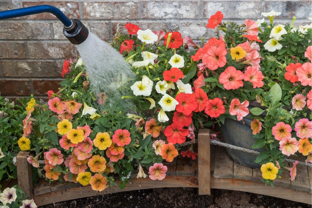 Watering Petunias