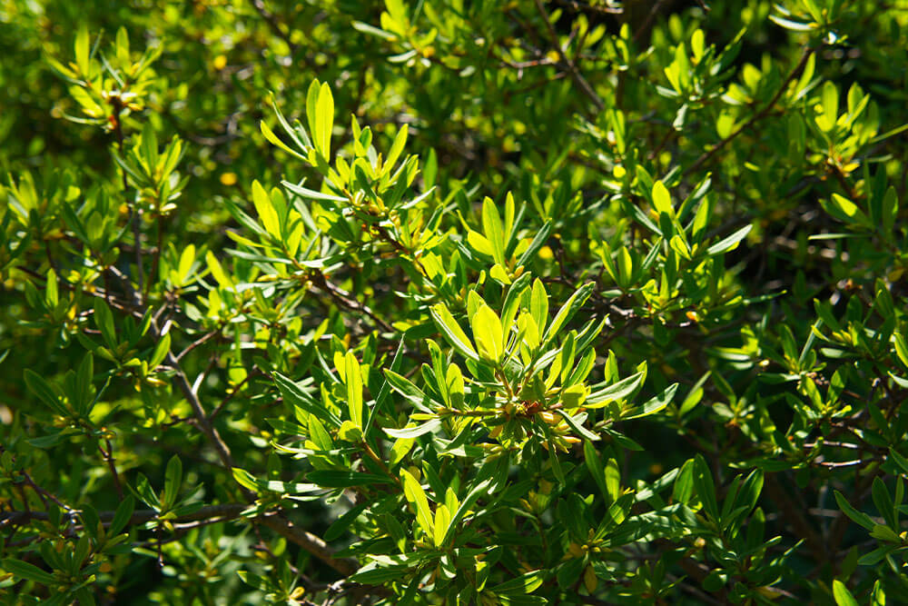 Myrica cerifera