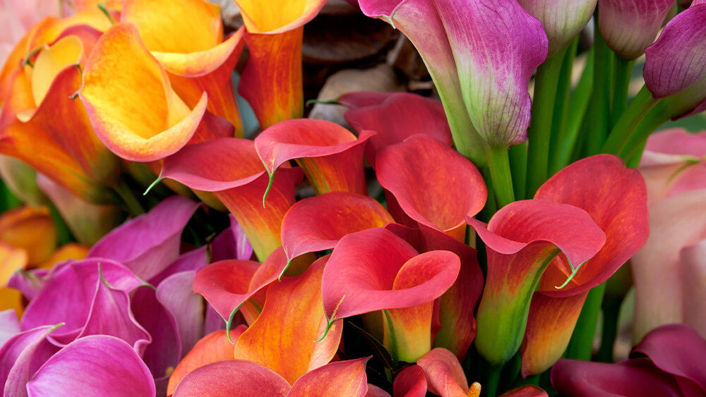 Calla Lily Care