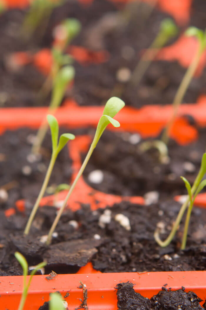 Gerbera Daisy Potting and Repotting