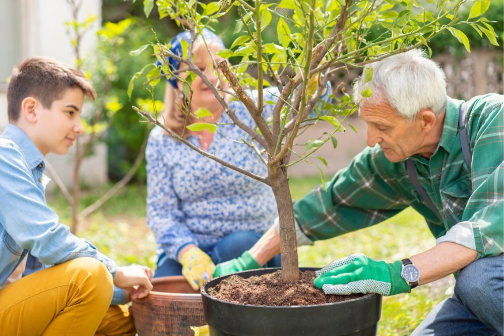 Potting and Repotting Lemon Trees