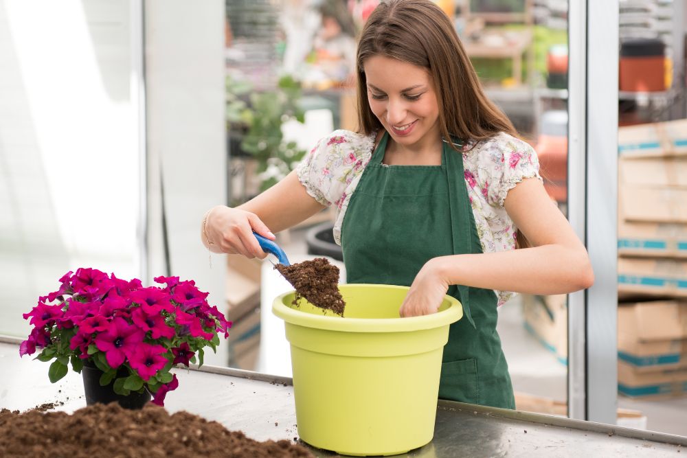 Potting and Repotting Outdoor Petunias