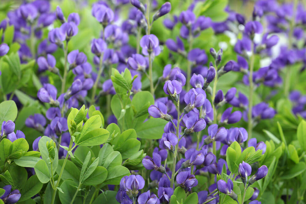 Baptisia australis