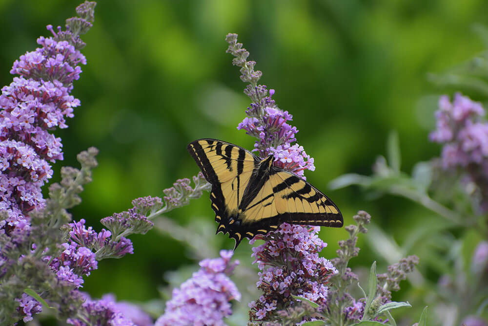 Buddleja davidii