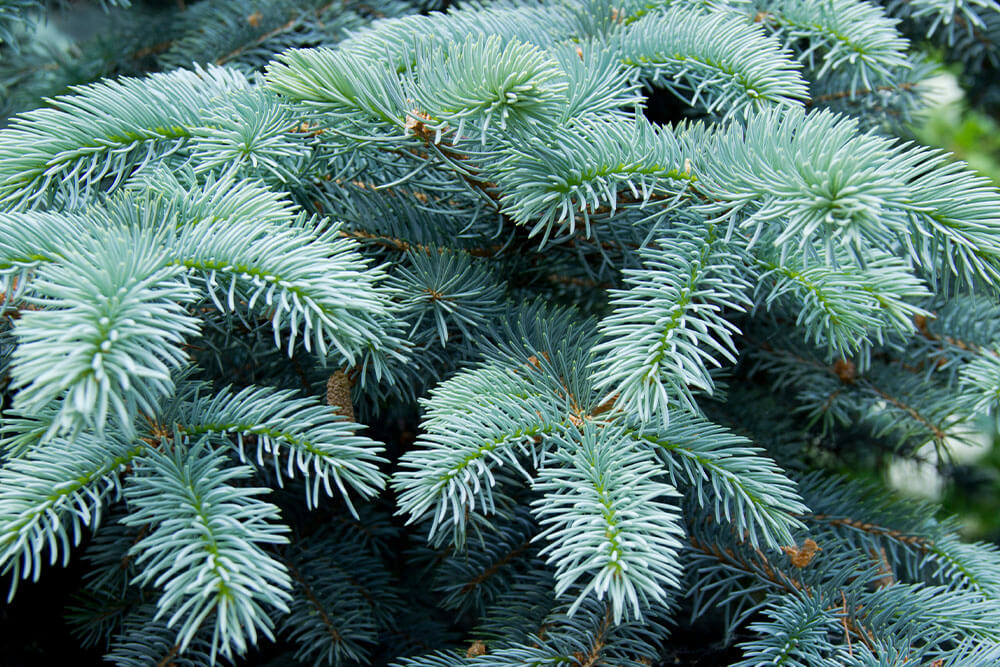 Picea pungens