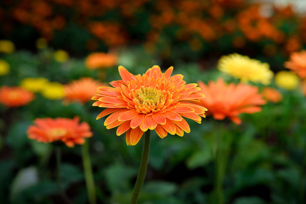 Gerbera Daisy Blooming and Resting Periods