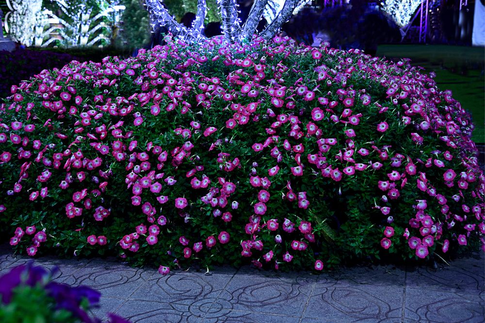 Common Petunia Diseases