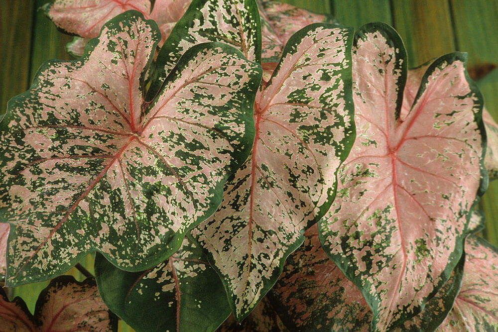 Caladium bicolor