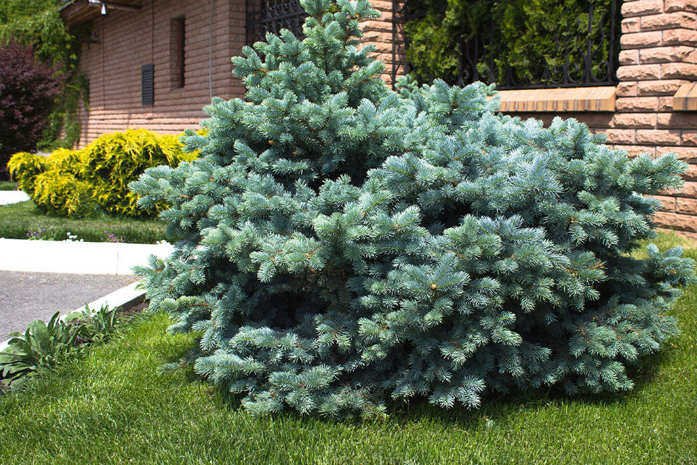 Picea pungens 'Glauca Globosa'