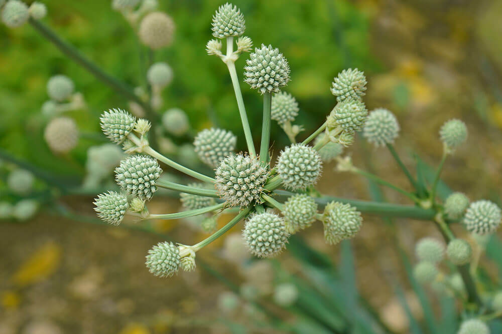 Eryngium yuccifolium