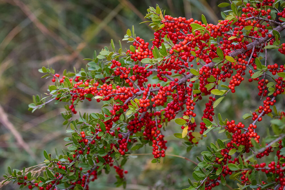 Ilex vomitoria