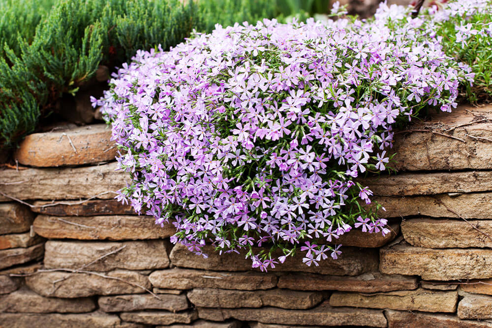 Phlox subulata