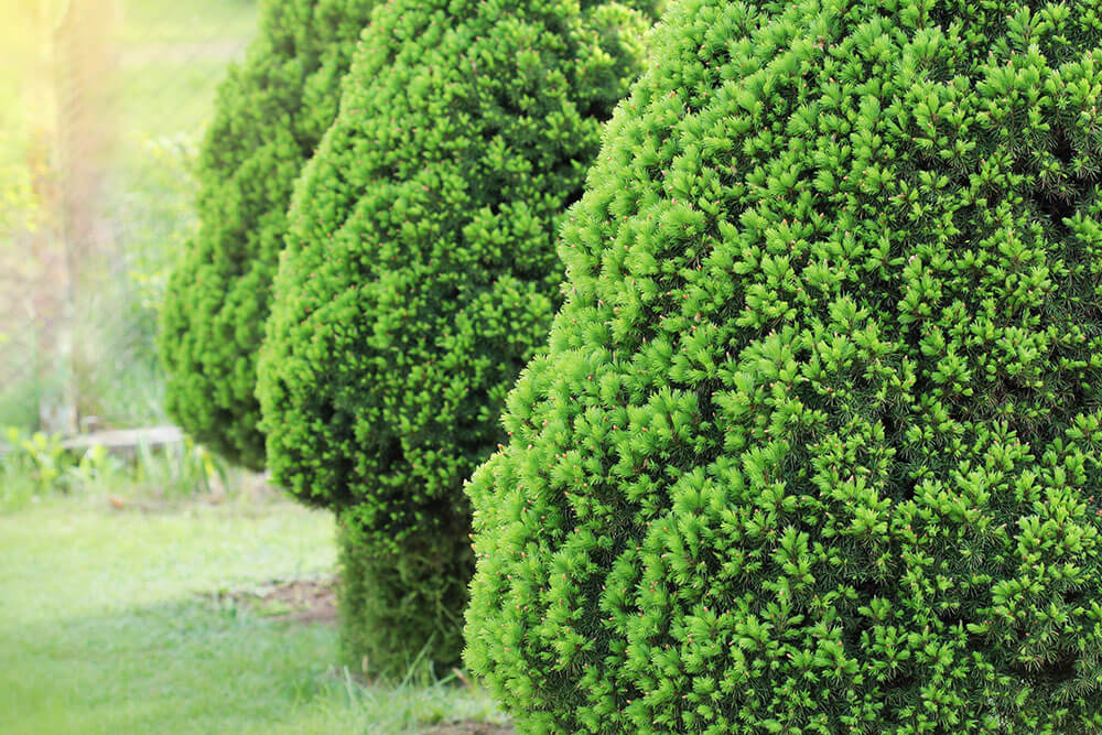 Picea glauca 'Conica'