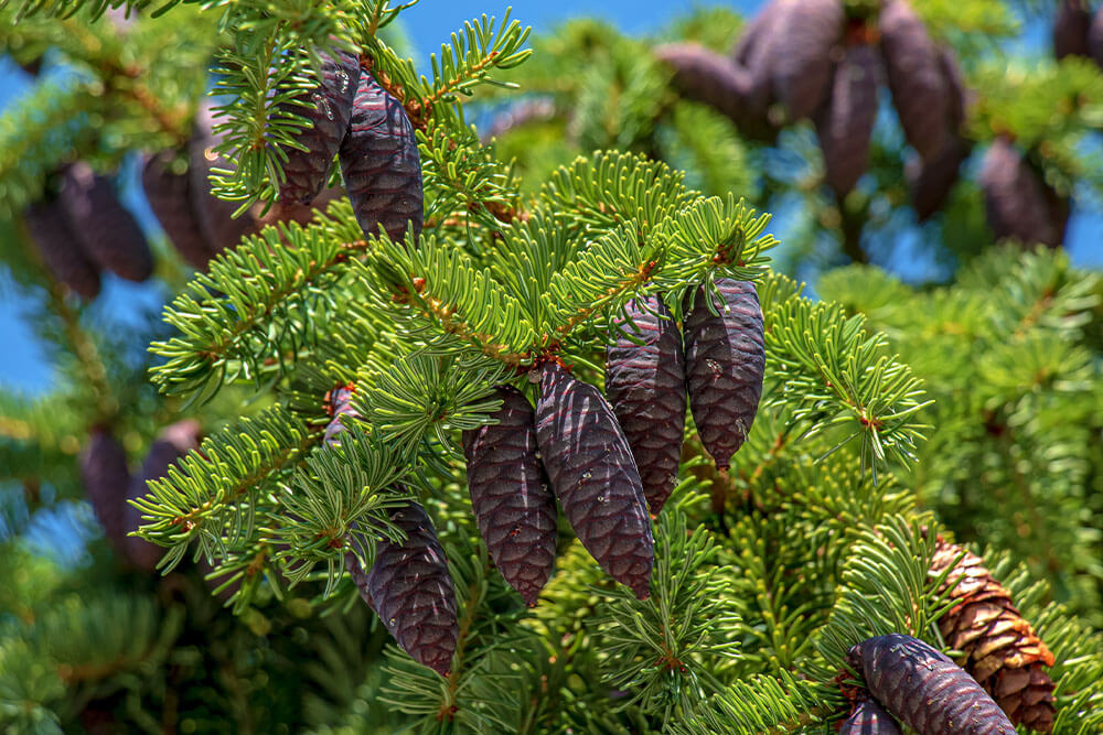 Picea mariana