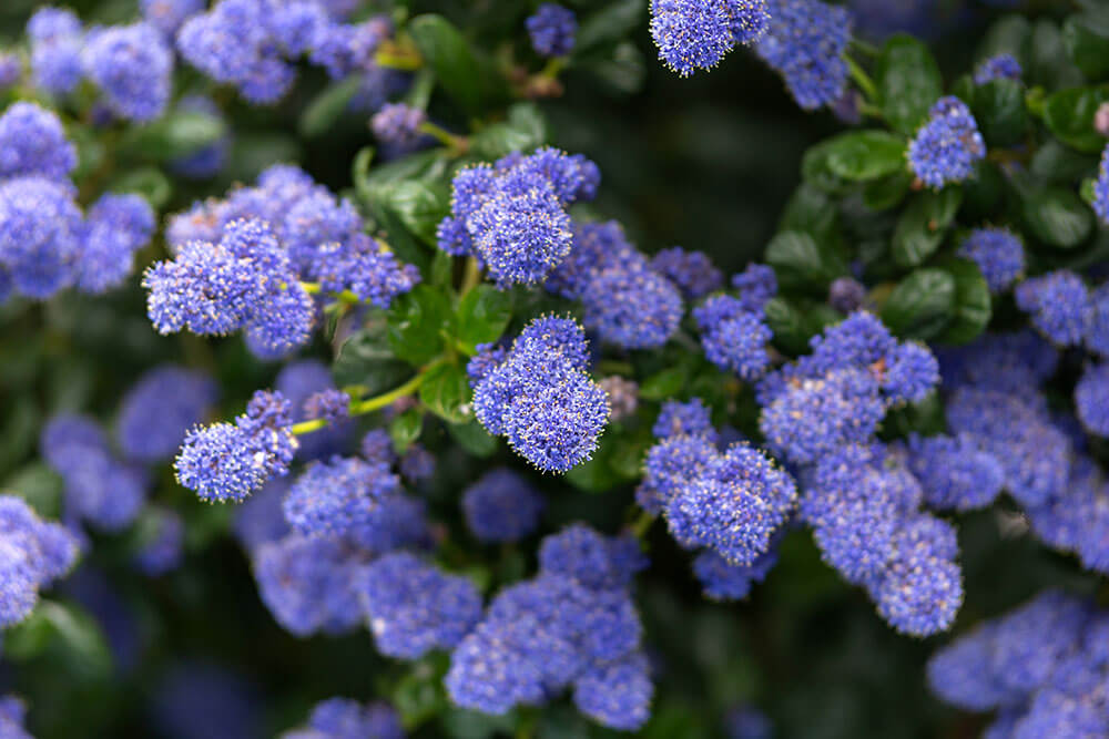 Ceanothus thyrsiflorus