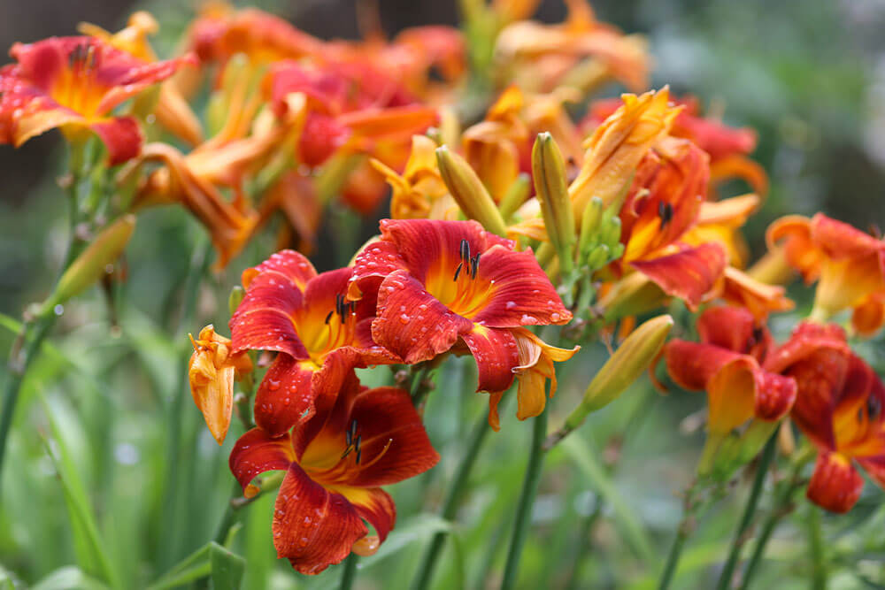 Hemerocallis