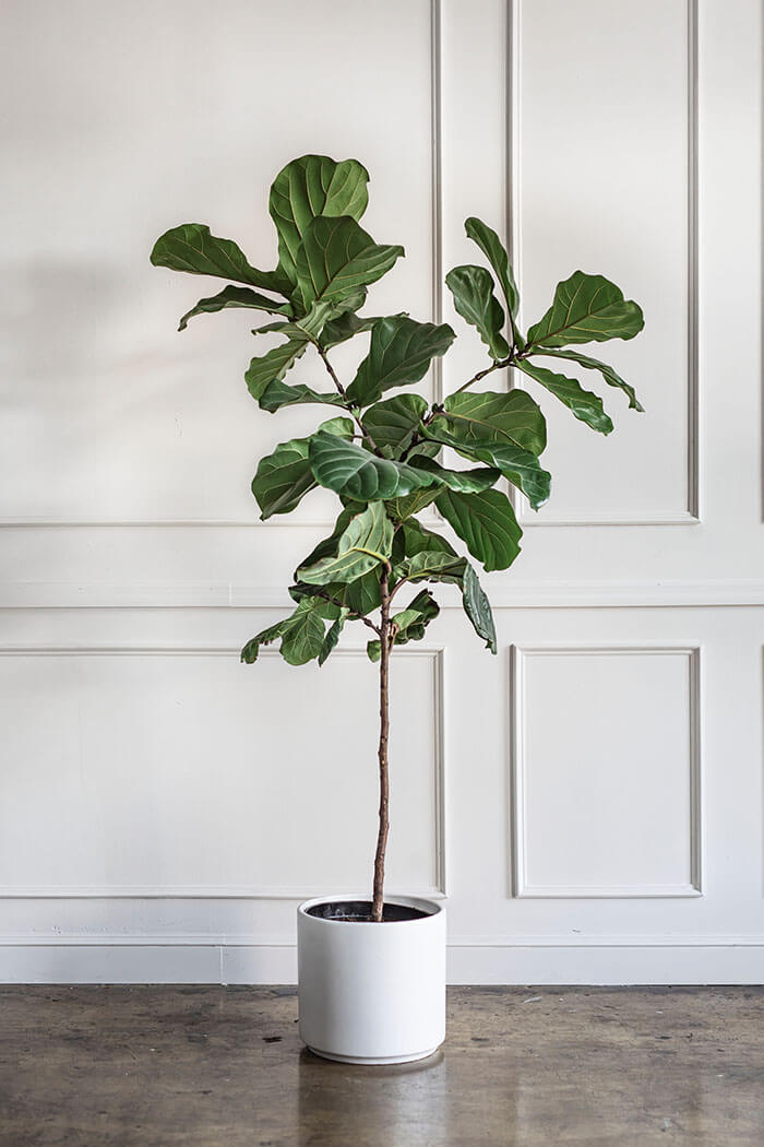 Ficus lyrata