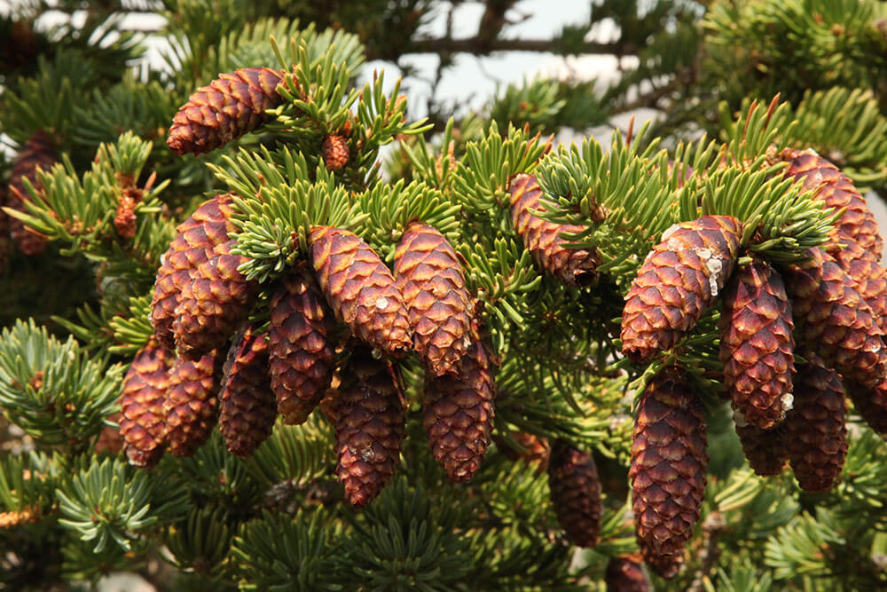 Picea engelmannii