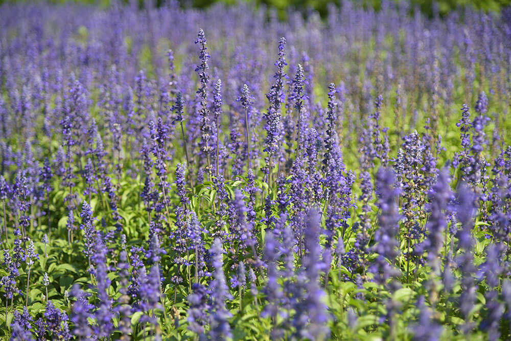 Lavandula angustifolia