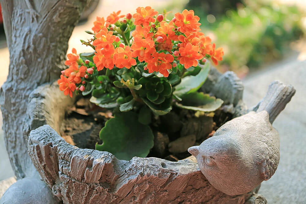 Kalanchoe blossfeldiana