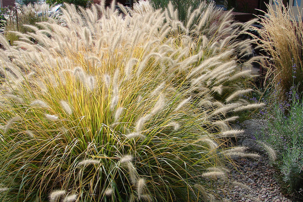 Pennisetum alopecuroides Hameln